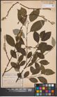 Foto von Salix caprea L.